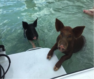 Capt. Kid & Son Eleuthera Boat Tours