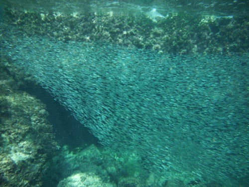 guided family snorkeling tours in northern eleuthera