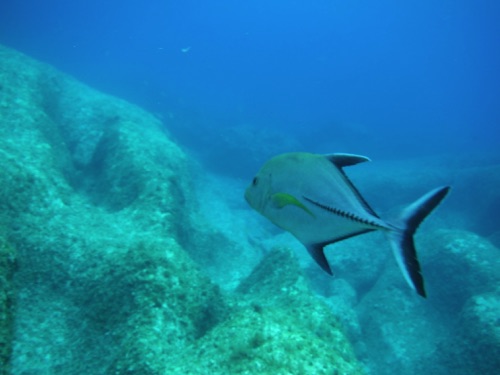 guided family snorkeling tours in northern eleuthera