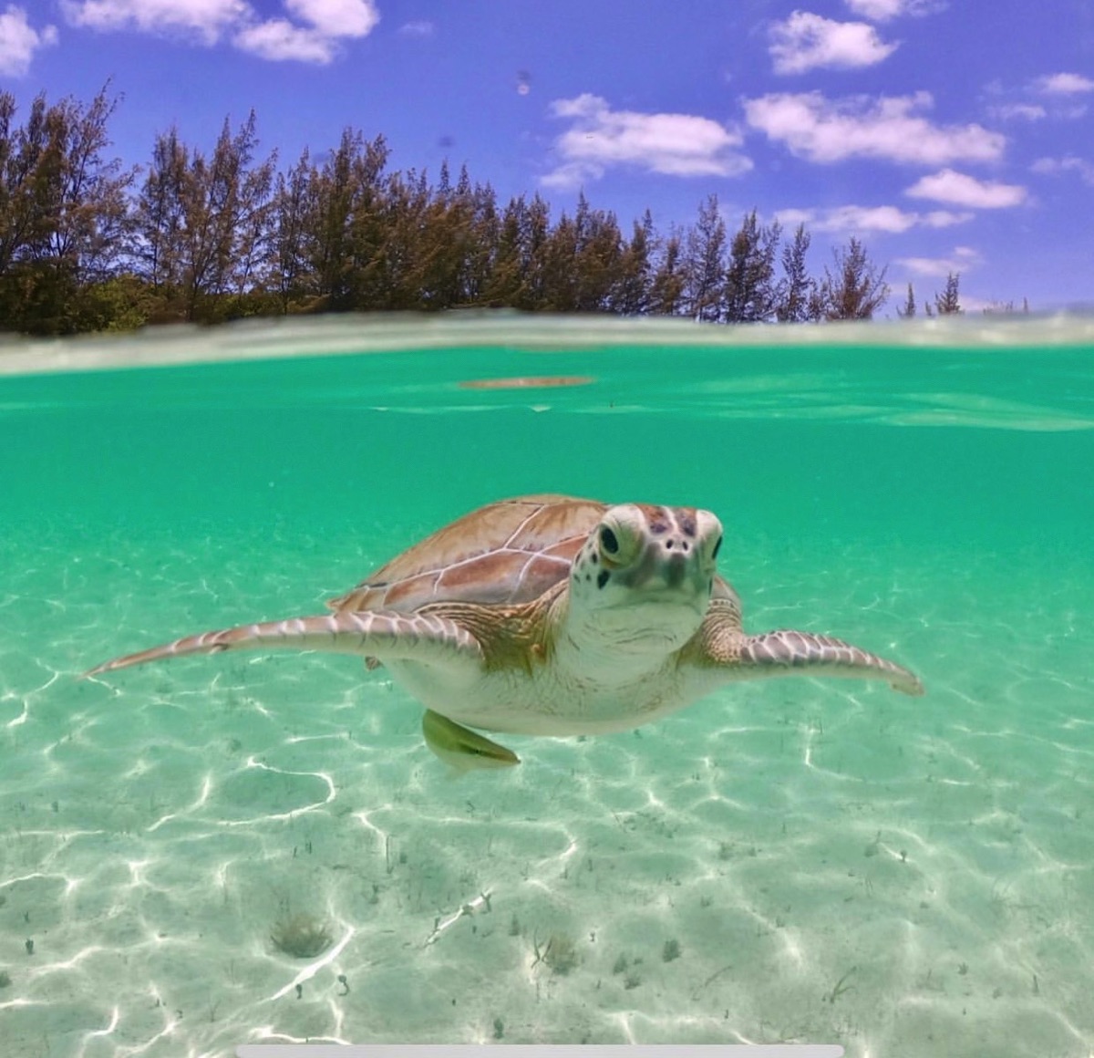 Bahama Sea Turtle Tours